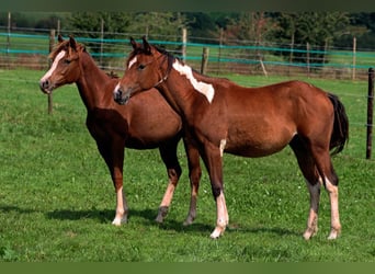 Paint Horse, Stute, 1 Jahr, 152 cm, Tobiano-alle-Farben