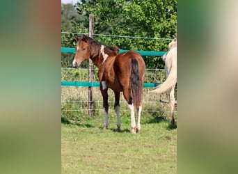 Paint Horse, Stute, 1 Jahr, 152 cm, Tobiano-alle-Farben