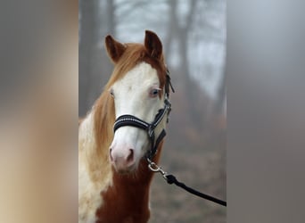 Paint Horse, Stute, 1 Jahr, 153 cm, Overo-alle-Farben