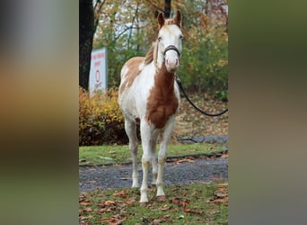 Paint Horse, Stute, 1 Jahr, 153 cm, Overo-alle-Farben