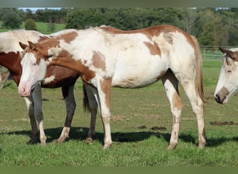 Paint Horse, Stute, 1 Jahr, 153 cm, Overo-alle-Farben