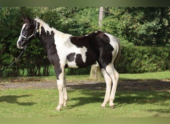 Paint Horse, Stute, 1 Jahr, 153 cm, Tobiano-alle-Farben