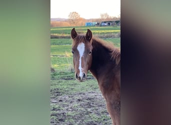 Paint Horse, Stute, 1 Jahr, 154 cm, Fuchs