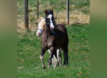 Paint Horse, Stute, 1 Jahr, 154 cm, Grullo