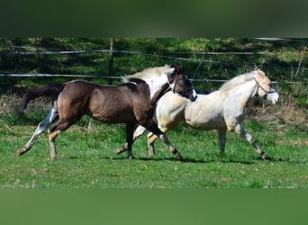 Paint Horse, Stute, 1 Jahr, 154 cm, Grullo