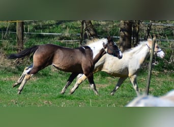 Paint Horse, Stute, 1 Jahr, 154 cm, Grullo