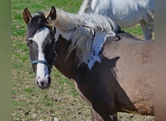 Paint Horse, Stute, 1 Jahr, 154 cm, Grullo