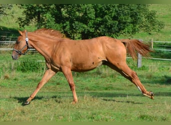 Paint Horse, Stute, 1 Jahr, 154 cm, Red Dun