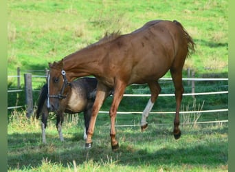 Paint Horse, Stute, 1 Jahr, 154 cm, Red Dun
