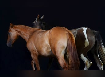 Paint Horse, Stute, 1 Jahr, 154 cm, Red Dun