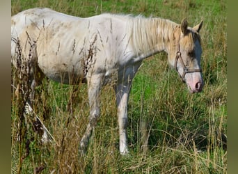 Paint Horse, Stute, 1 Jahr, 154 cm, Schecke