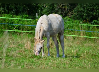 Paint Horse, Stute, 1 Jahr, 154 cm, Schecke