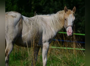 Paint Horse, Stute, 1 Jahr, 154 cm, Schecke