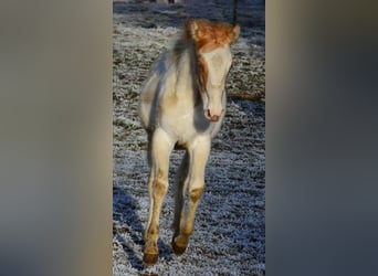 Paint Horse, Stute, 1 Jahr, 154 cm, Schecke