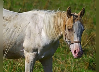 Paint Horse, Stute, 1 Jahr, 154 cm, Schecke