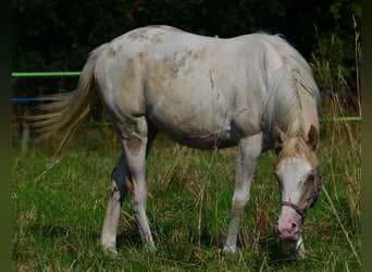 Paint Horse, Stute, 1 Jahr, 154 cm, Schecke