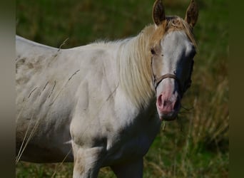 Paint Horse, Stute, 1 Jahr, 154 cm, Schecke