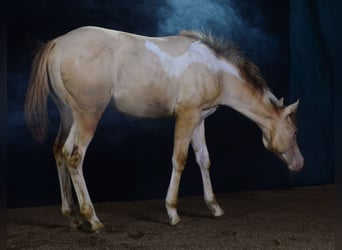Paint Horse, Stute, 1 Jahr, 155 cm, Champagne