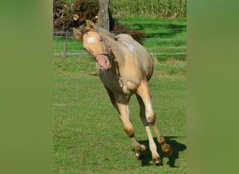 Paint Horse, Stute, 1 Jahr, 155 cm, Champagne