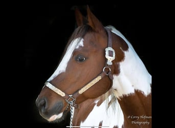 Paint Horse, Stute, 1 Jahr, 155 cm, Palomino