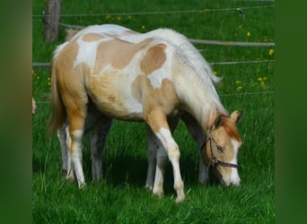 Paint Horse, Stute, 1 Jahr, 155 cm, Schecke