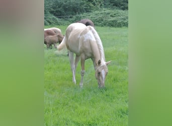 Paint Horse, Stute, 1 Jahr, 155 cm, Tobiano-alle-Farben