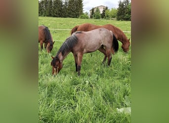 Paint Horse, Stute, 1 Jahr, 158 cm, Roan-Bay