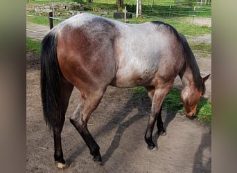 Paint Horse, Stute, 1 Jahr, 158 cm, Roan-Bay