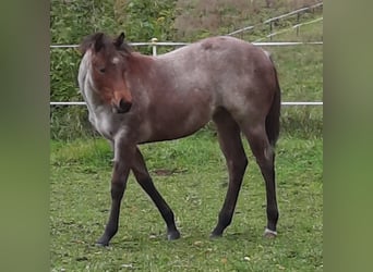 Paint Horse, Stute, 1 Jahr, 158 cm, Roan-Bay