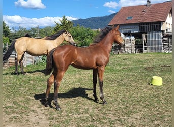 Paint Horse, Stute, 1 Jahr, Rotbrauner