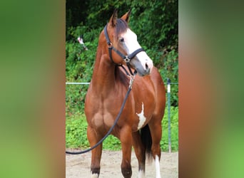 Paint Horse, Stute, 1 Jahr, Schecke