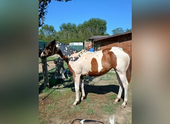 Paint Horse, Stute, 1 Jahr, Tobiano-alle-Farben