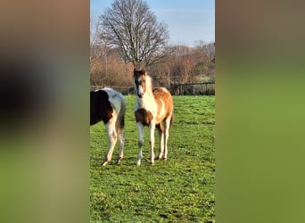 Paint Horse, Stute, 1 Jahr, Tobiano-alle-Farben