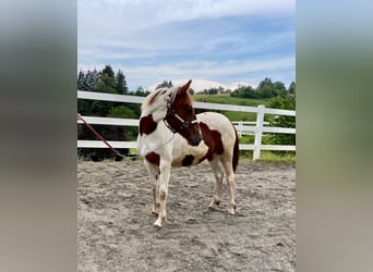 Paint Horse, Stute, 1 Jahr, Tobiano-alle-Farben