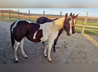 Paint Horse, Stute, 1 Jahr, Tobiano-alle-Farben