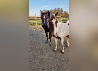 Paint Horse, Stute, 1 Jahr, Tobiano-alle-Farben