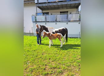 Paint Horse, Stute, 20 Jahre, 152 cm, Tobiano-alle-Farben