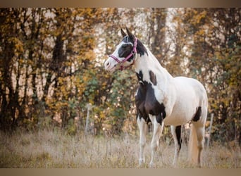 Paint Horse, Stute, 22 Jahre, 145 cm