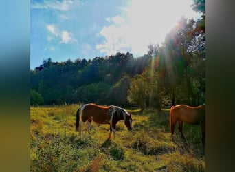 Paint Horse Mix, Stute, 22 Jahre, 148 cm, Schecke