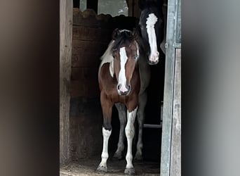 Paint Horse, Stute, 2 Jahre, 140 cm, Tobiano-alle-Farben