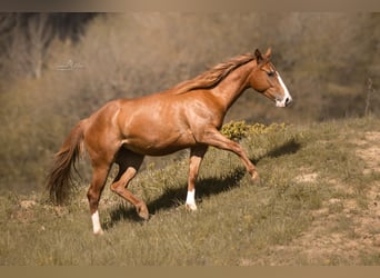 Paint Horse, Stute, 2 Jahre, 143 cm, Fuchs