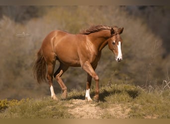 Paint Horse, Stute, 2 Jahre, 143 cm, Fuchs