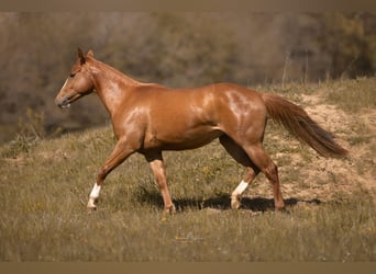 Paint Horse, Stute, 2 Jahre, 143 cm, Fuchs