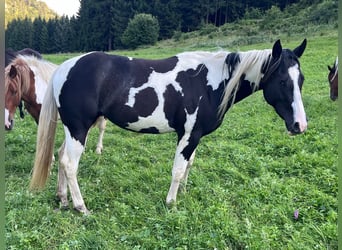 Paint Horse, Stute, 2 Jahre, 144 cm, Tobiano-alle-Farben