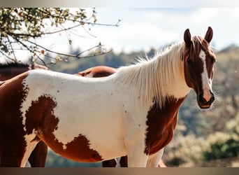 Paint Horse, Stute, 2 Jahre, 145 cm, Fuchs