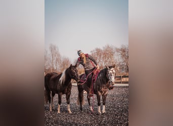 Paint Horse, Stute, 2 Jahre, 145 cm, Kann Schimmel werden