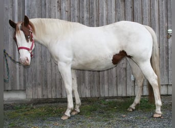 Paint Horse, Stute, 2 Jahre, 146 cm, Tovero-alle-Farben