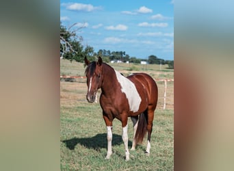Paint Horse, Stute, 2 Jahre, 147 cm, Schecke