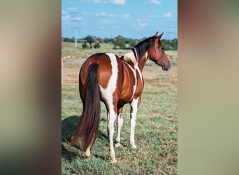 Paint Horse, Stute, 2 Jahre, 147 cm, Schecke