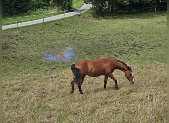 Paint Horse, Stute, 2 Jahre, 150 cm, Brauner
